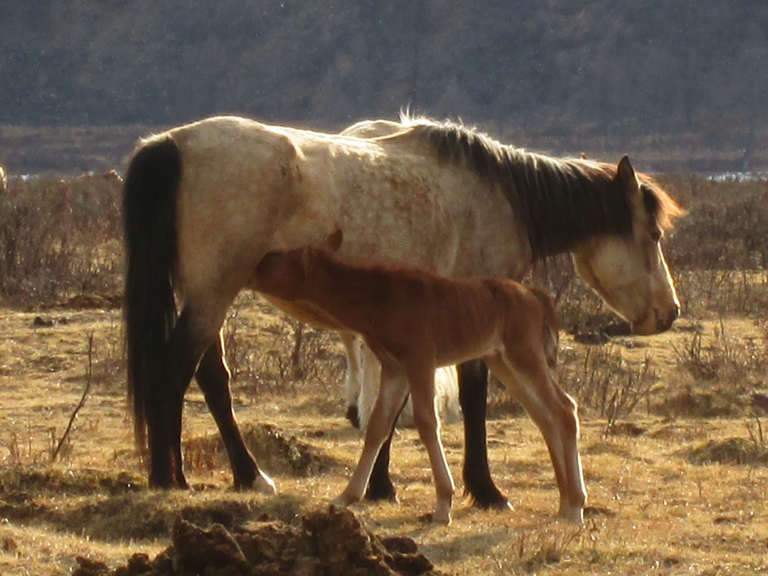 foal nursing